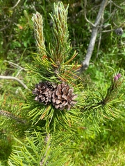 Pinus