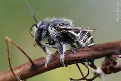 Afranthidium