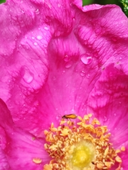 Micropterix calthella