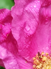 Micropterix calthella