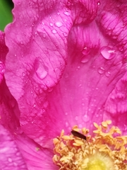 Micropterix calthella