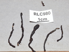 Xylaria globosa