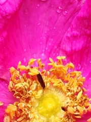 Micropterix calthella