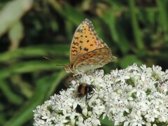 Argynnis niobe
