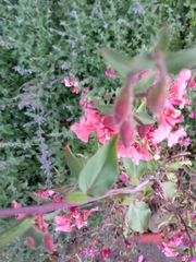 Clarkia unguiculata