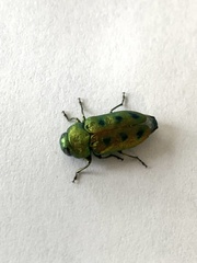 Knowltonia atrifasciata