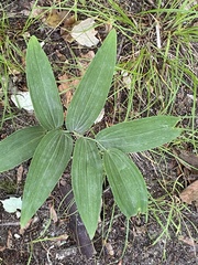 Polygonatum biflorum