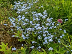 Myosotis lithospermifolia