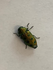 Knowltonia atrifasciata