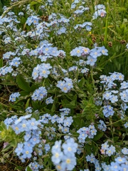 Myosotis lithospermifolia