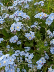 Myosotis lithospermifolia