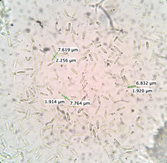 Paramyrothecium roridum