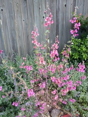 Clarkia unguiculata