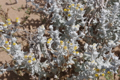 Achillea maritima