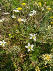 Minuartia adenotricha