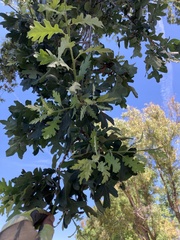 Quercus lobata