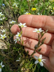 Minuartia adenotricha