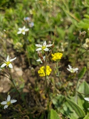 Minuartia adenotricha