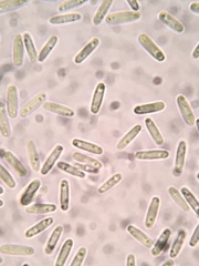 Paramyrothecium roridum