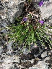 Asperula tenella