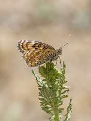 Melitaea pseudornata