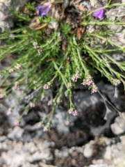 Asperula tenella