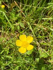 Ranunculus