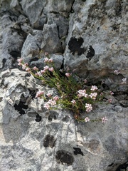 Asperula supina caespitans