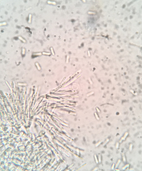 Paramyrothecium roridum