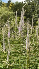 Veronicastrum