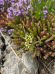 Alyssum hirsutum