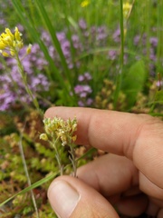 Alyssum hirsutum