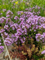 Thymus dzevanovskyi