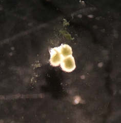 Paramyrothecium roridum