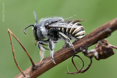 Afranthidium