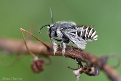 Afranthidium