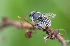 Afranthidium