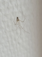Pholcus phalangioides