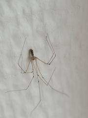 Pholcus phalangioides