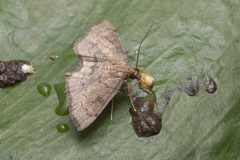 Protonoceras