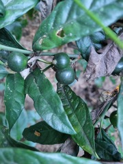 Mitriostigma axillare