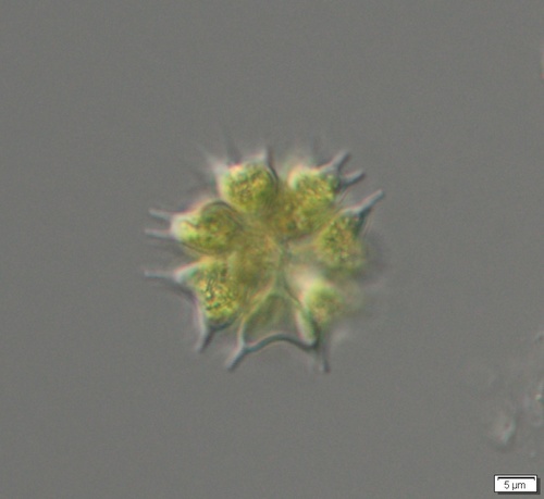 Sorastrum