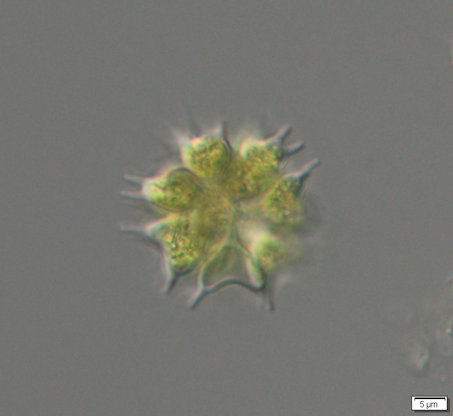 Sorastrum
