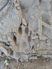 Ichneumia albicauda grandis