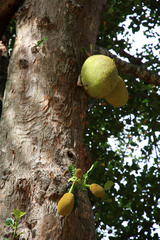 Artocarpus heterophyllus