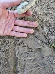 Ichneumia albicauda grandis