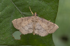 Protonoceras