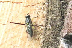 Solva marginata