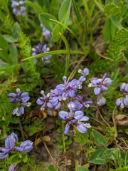 Polygala supina supina