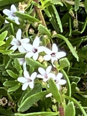 Myoporum parvifolium